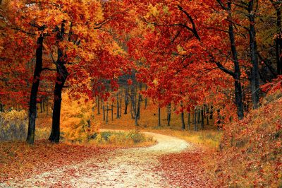 fall-autumn-red-season-33109 A picturesque autumn scene featuring a winding path through a vibrant forest of red and orange leaves.